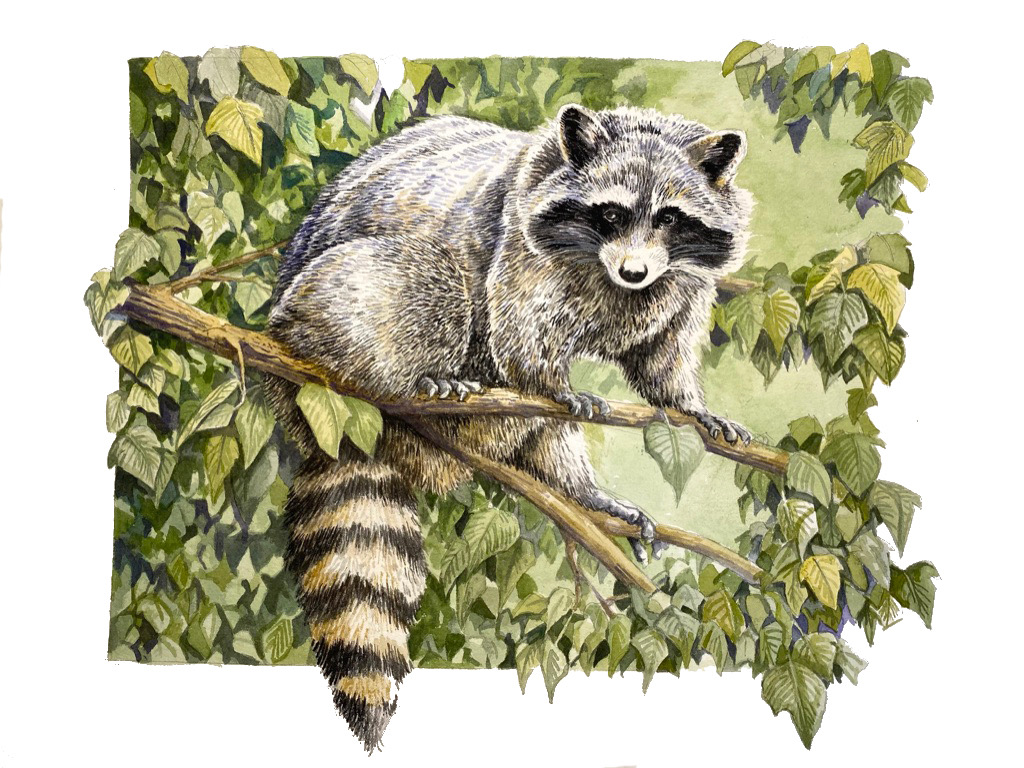 bandit racoon