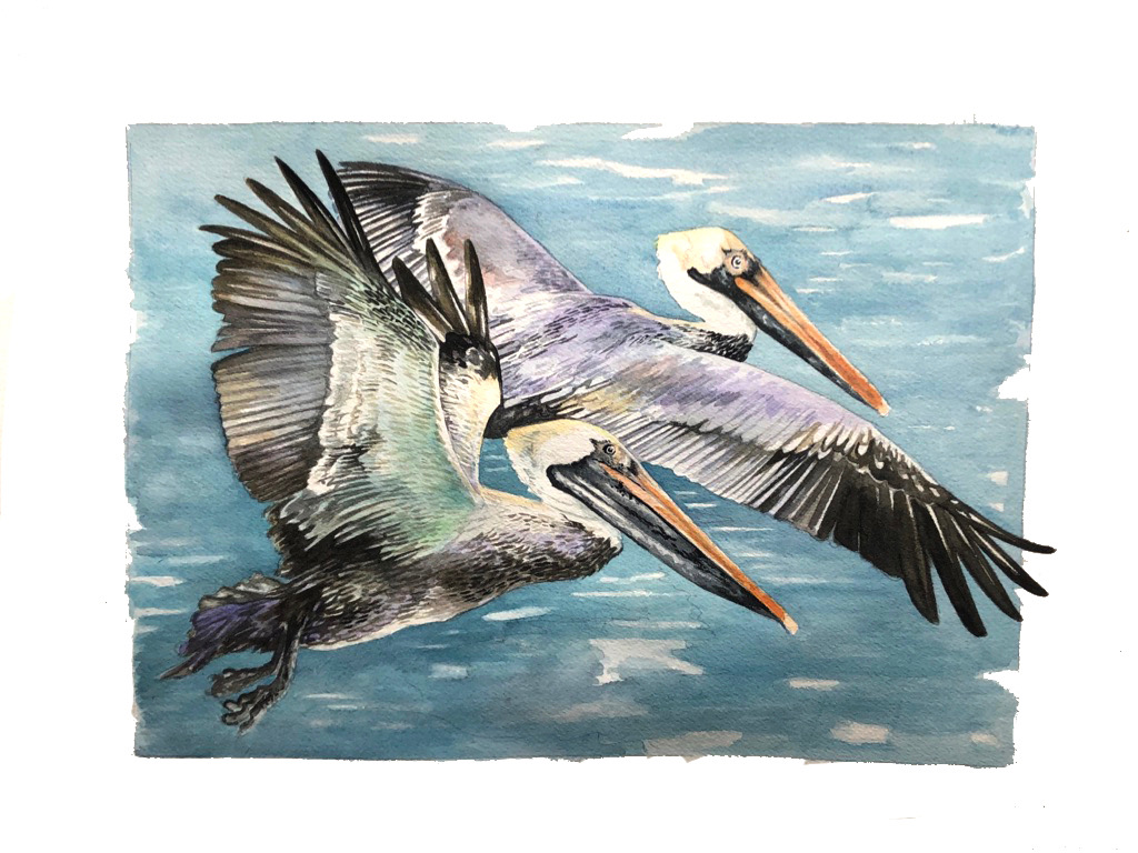 cruising pelicans