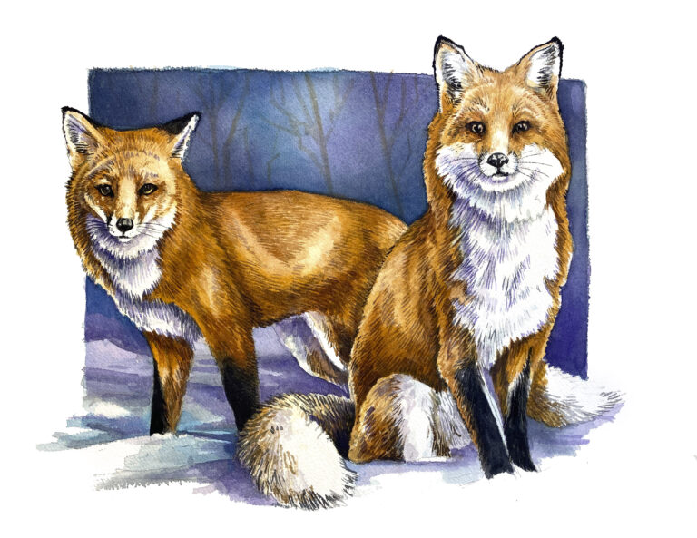 blue snow foxes watercolor kurt kress illustration wildlife