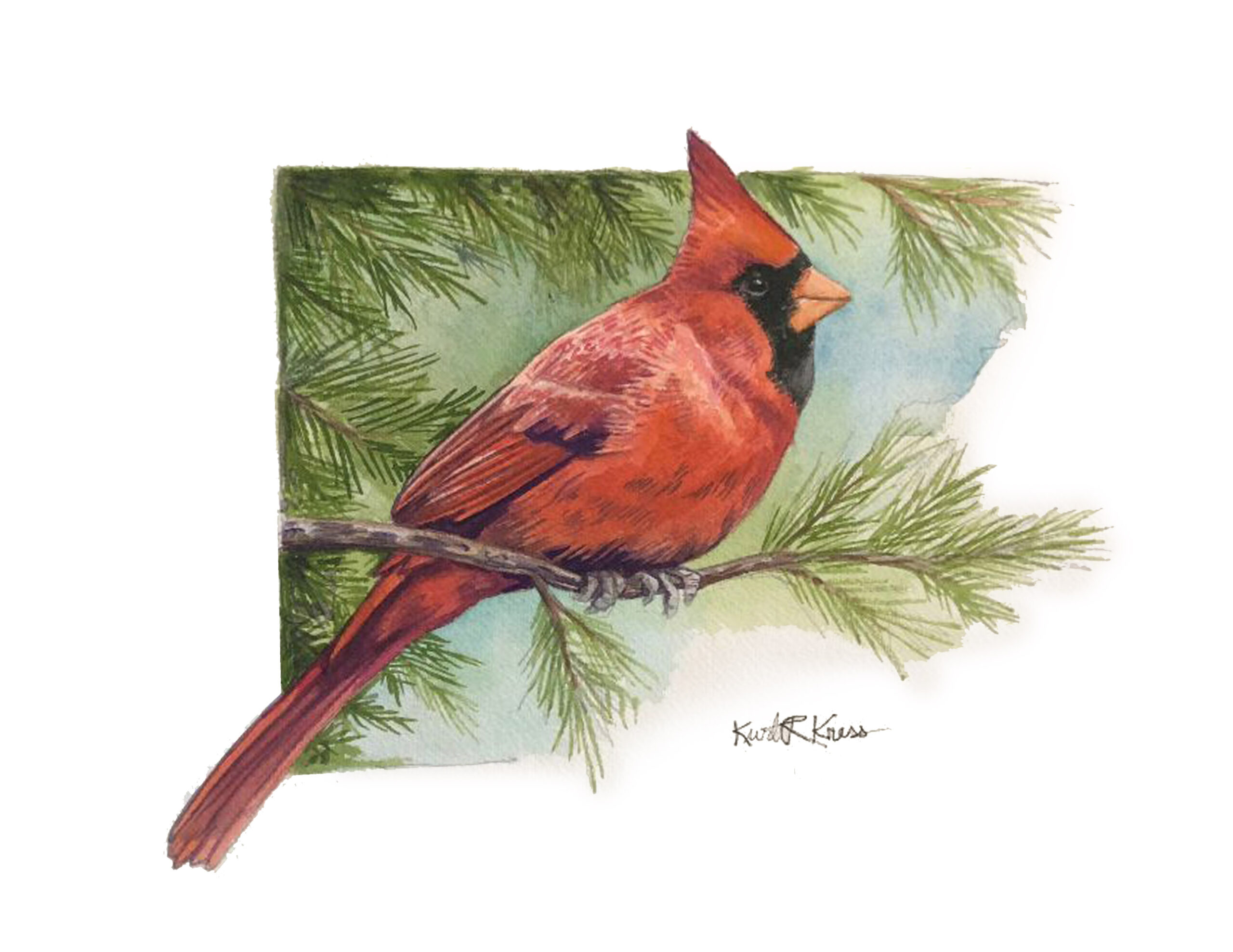 cardinal watercolor kurt kress illustration wildlife