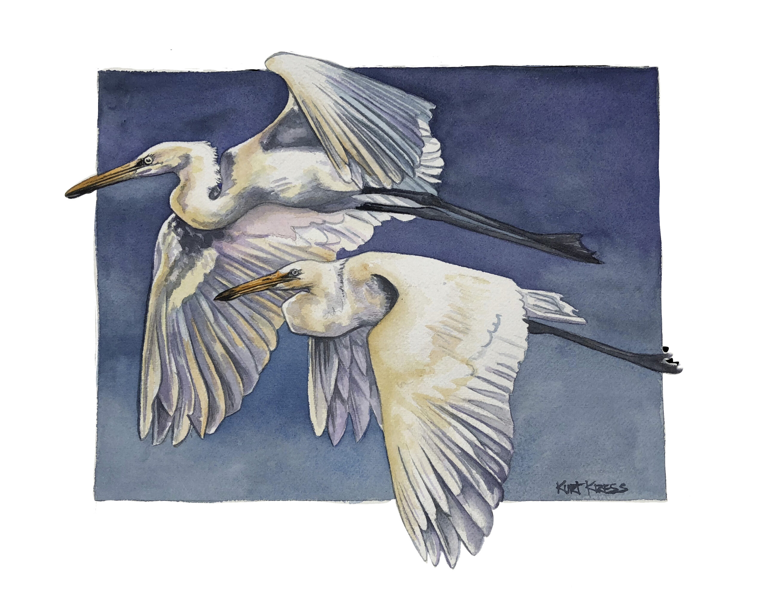 egrets watercolor