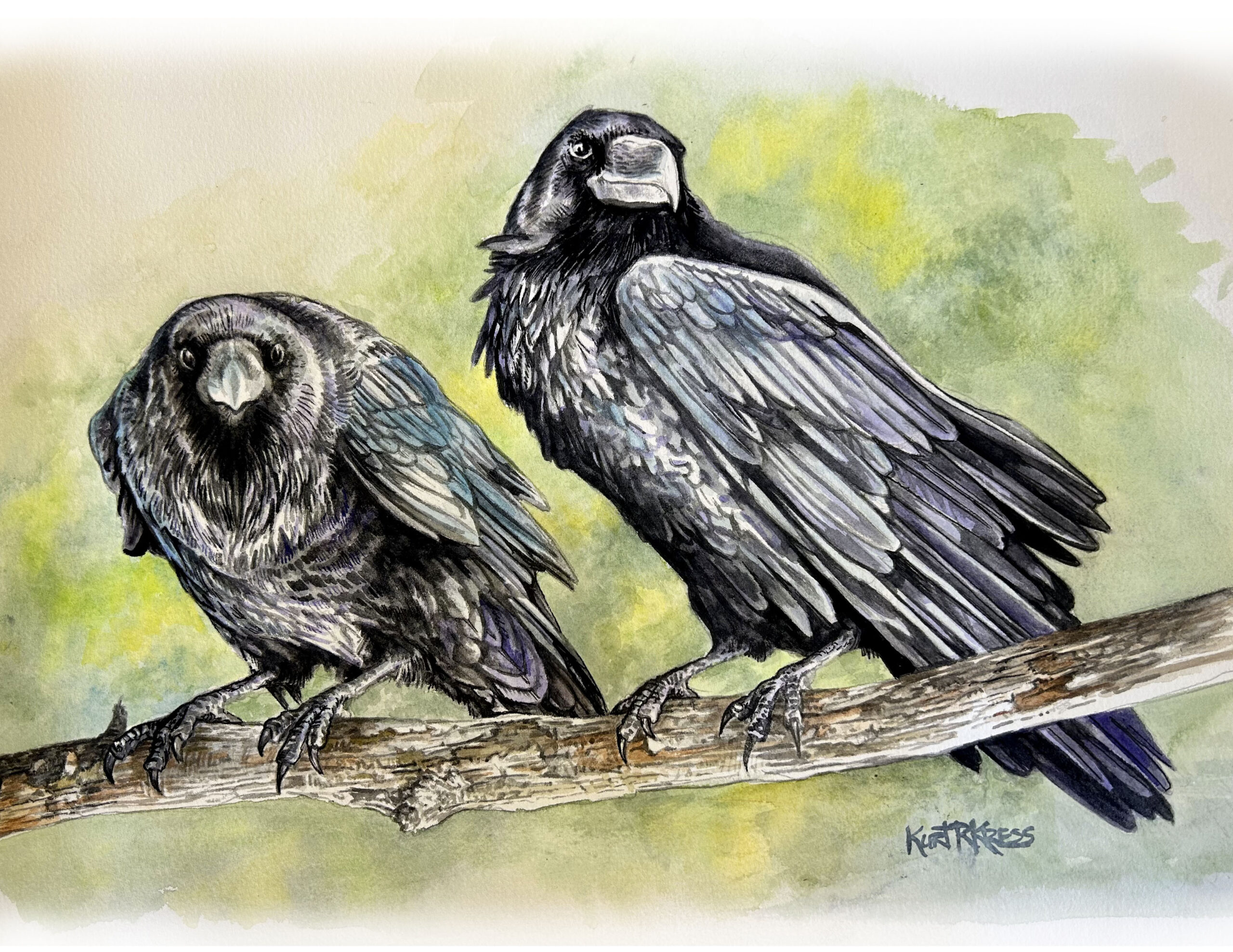 ravens huggin and munin watercolor kurt r kress illustration wildlife
