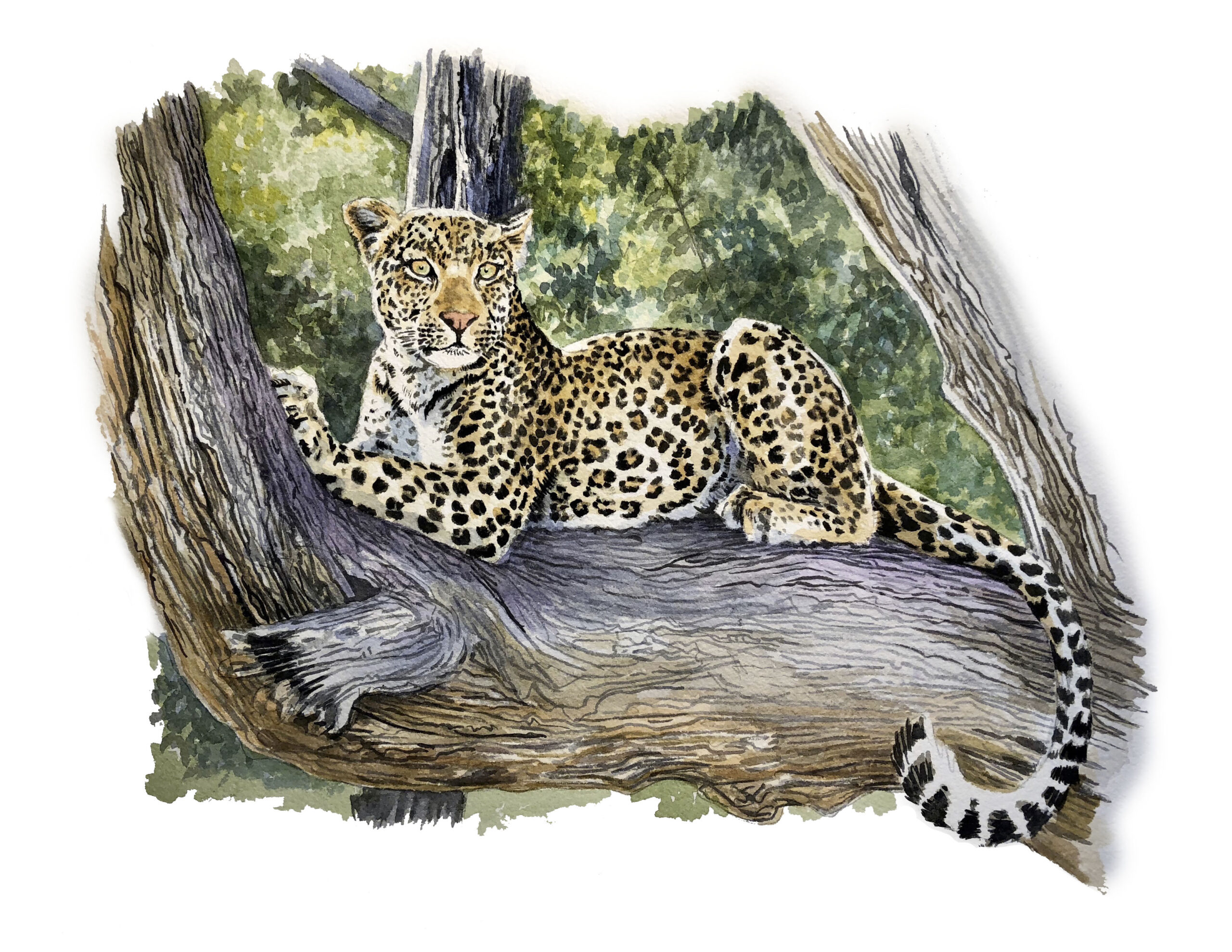 leopard watercolor kurt r kress illustration wildlife
