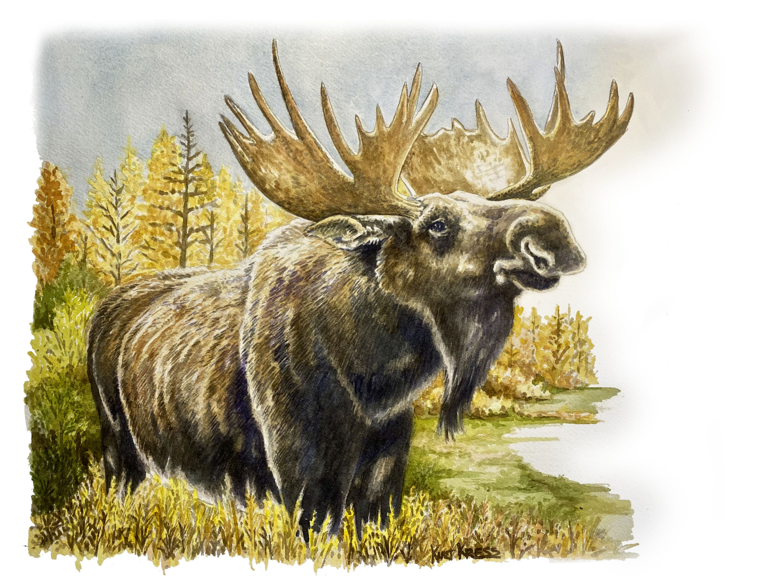 moose watercolor kurt kress illustration wildlife