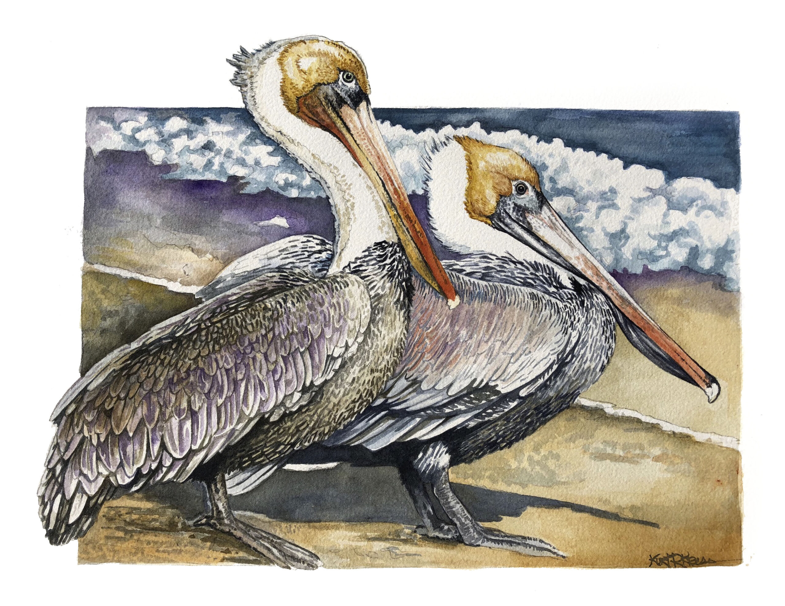 pelicans at rest watercolor kurt kress illustration wildlife