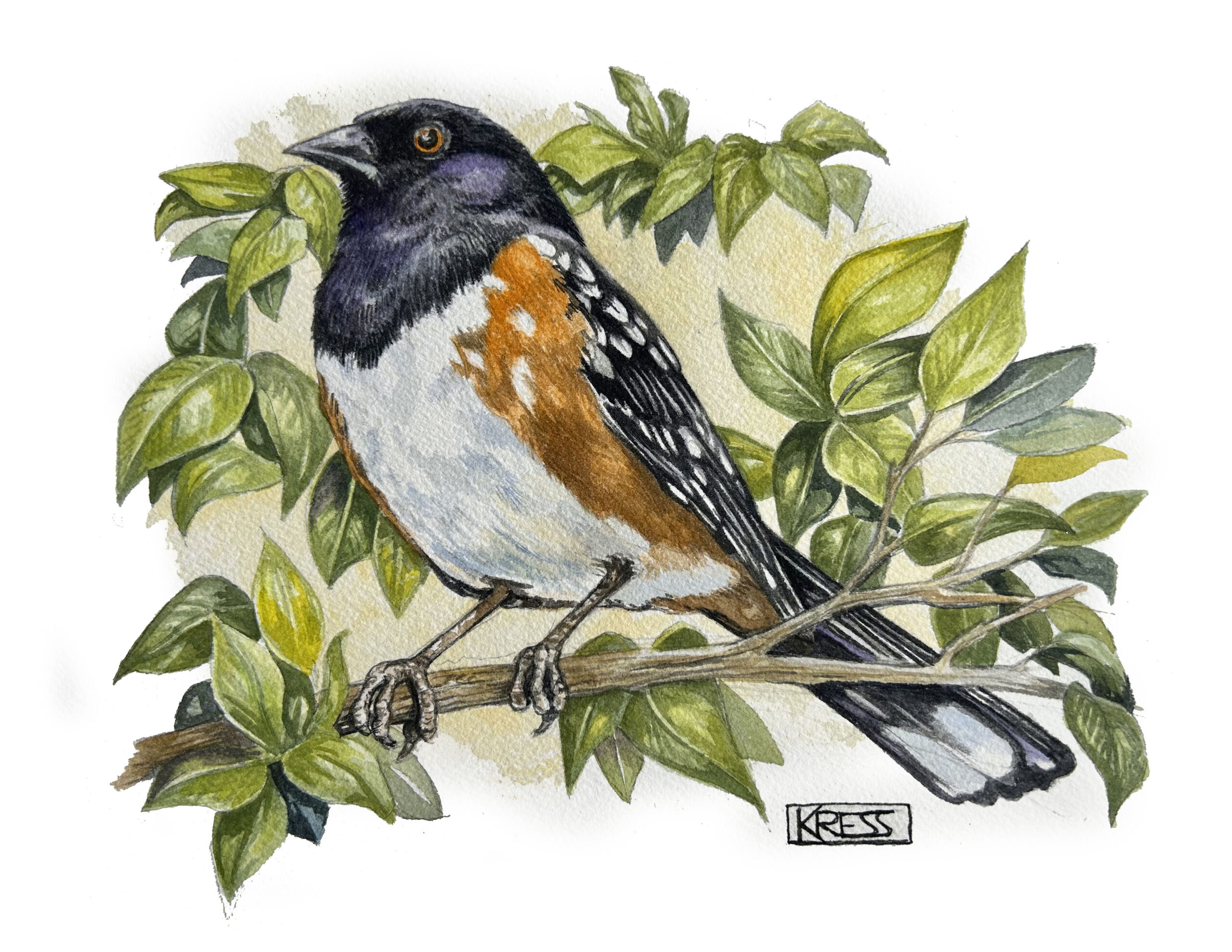 robin bird watercolor kurt kress illustration wildlife