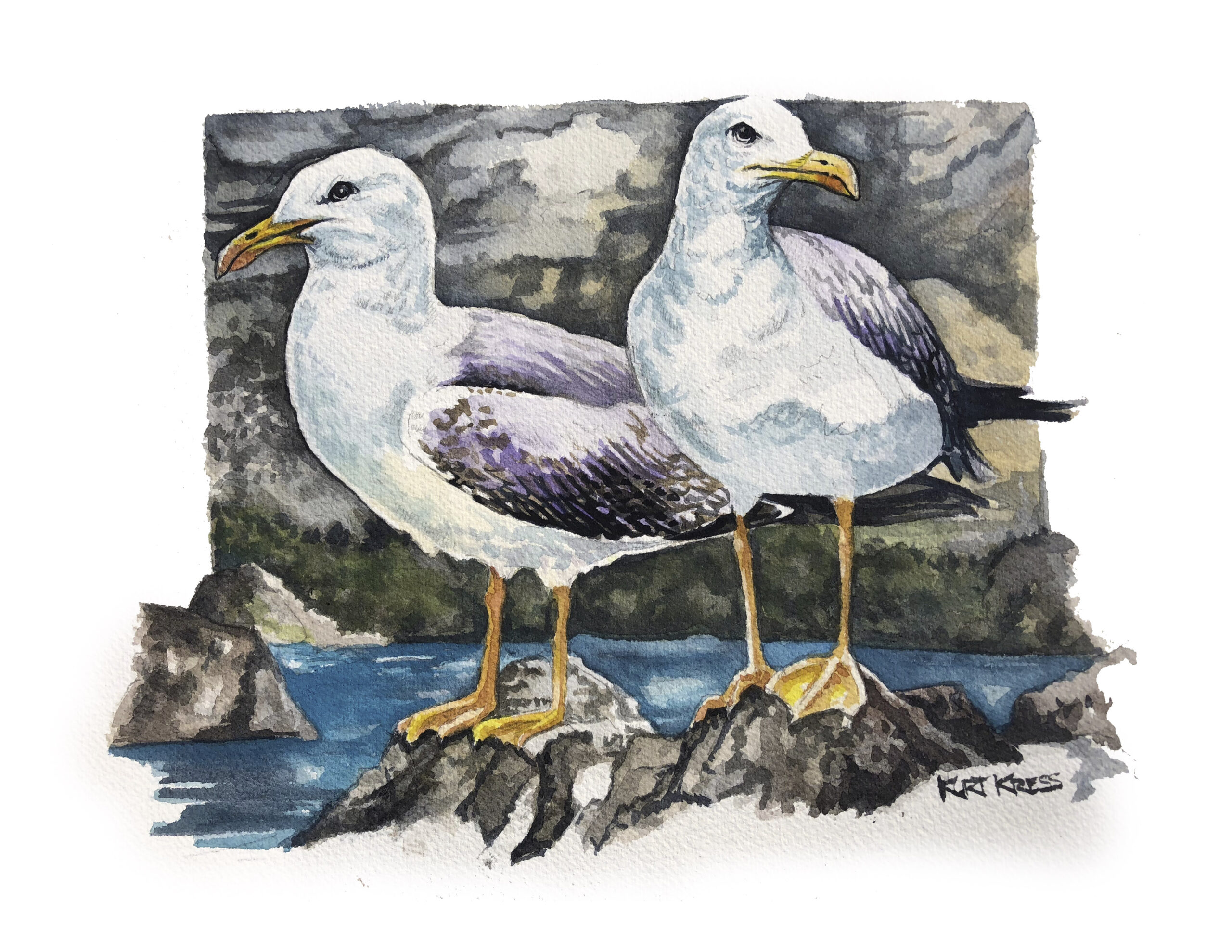 seagulls watercolor kurt r kress illustration wildlife
