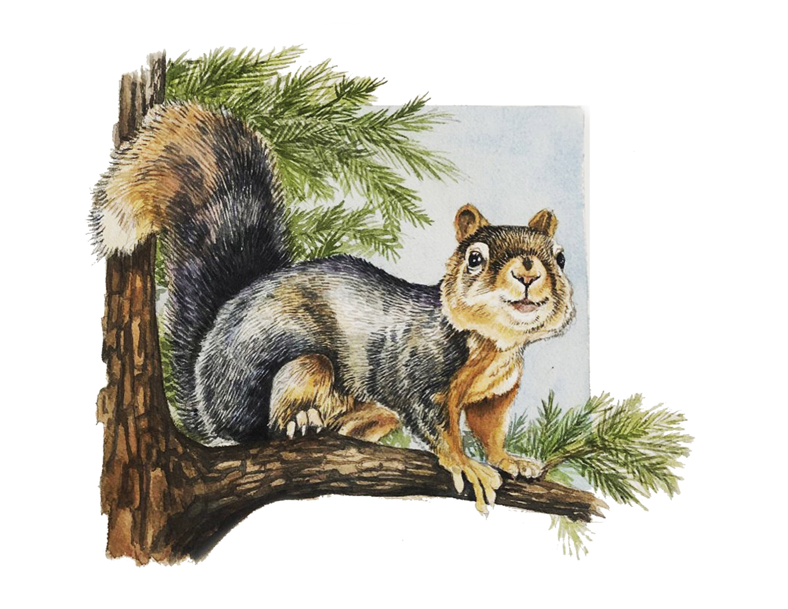squirrel watercolor kurt r kress illustration wildlife