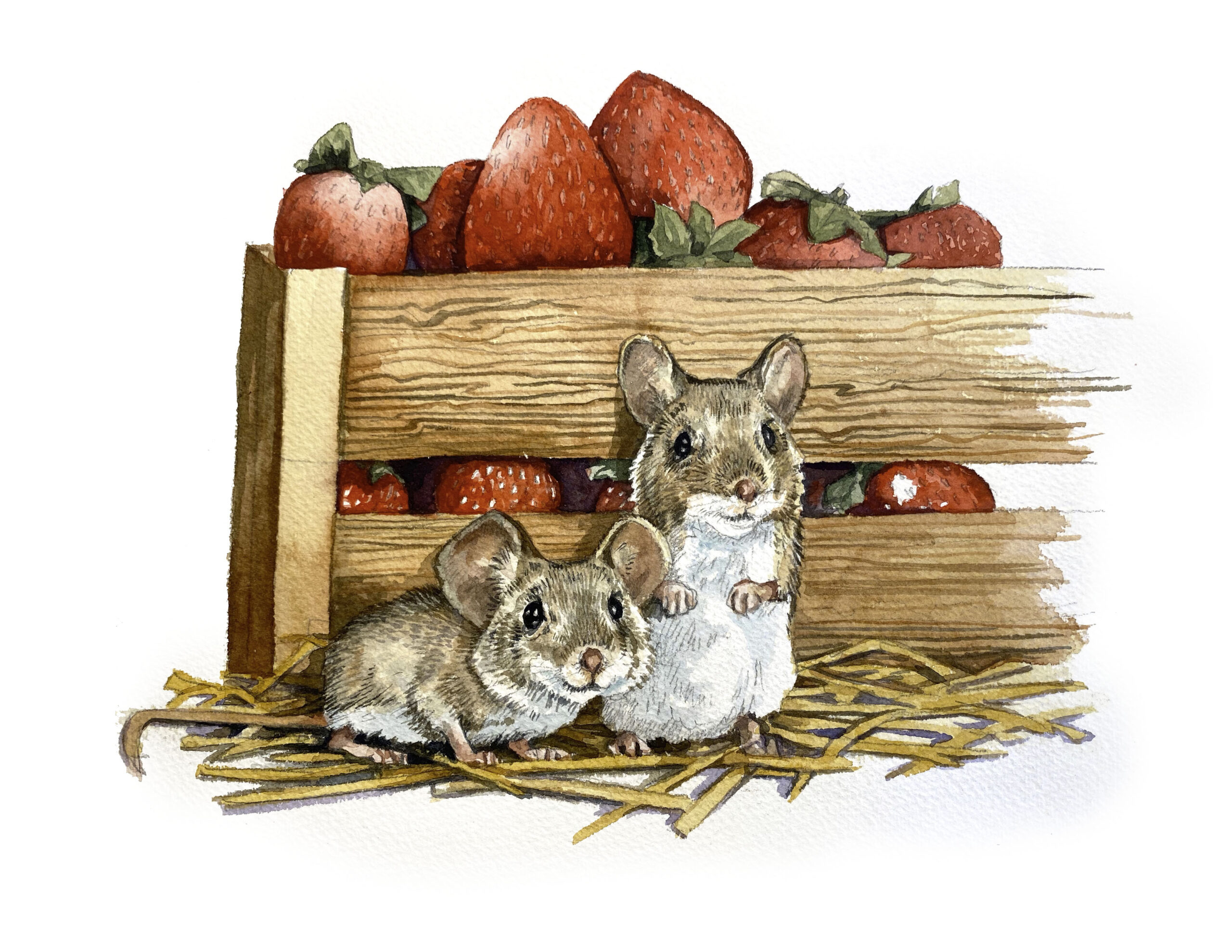 mice with strawberries watercolor kurt r kress illustration wildlife