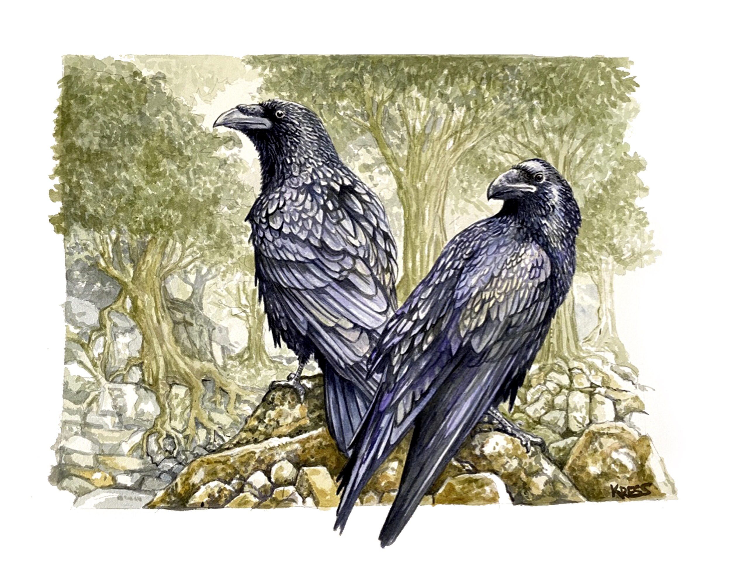 ravens huggin and munin watercolor kurt r kress illustration wildlife
