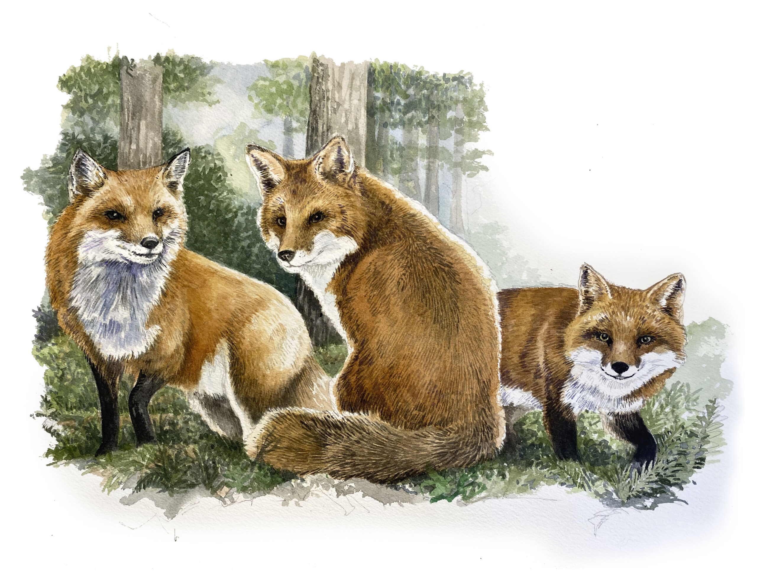 three foxes watercolor kurt r kress illustration wildlife
