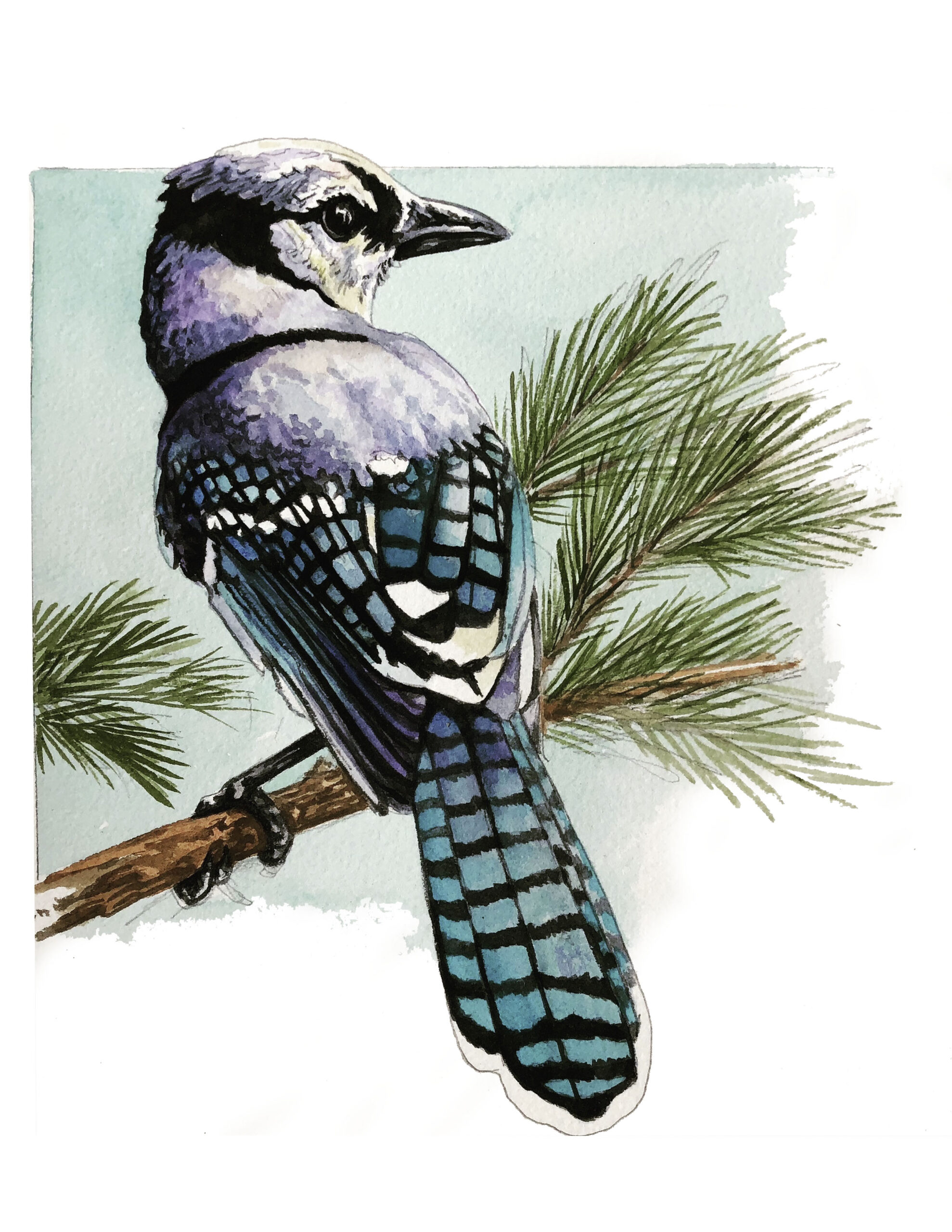 Blue Jay watercolor painting