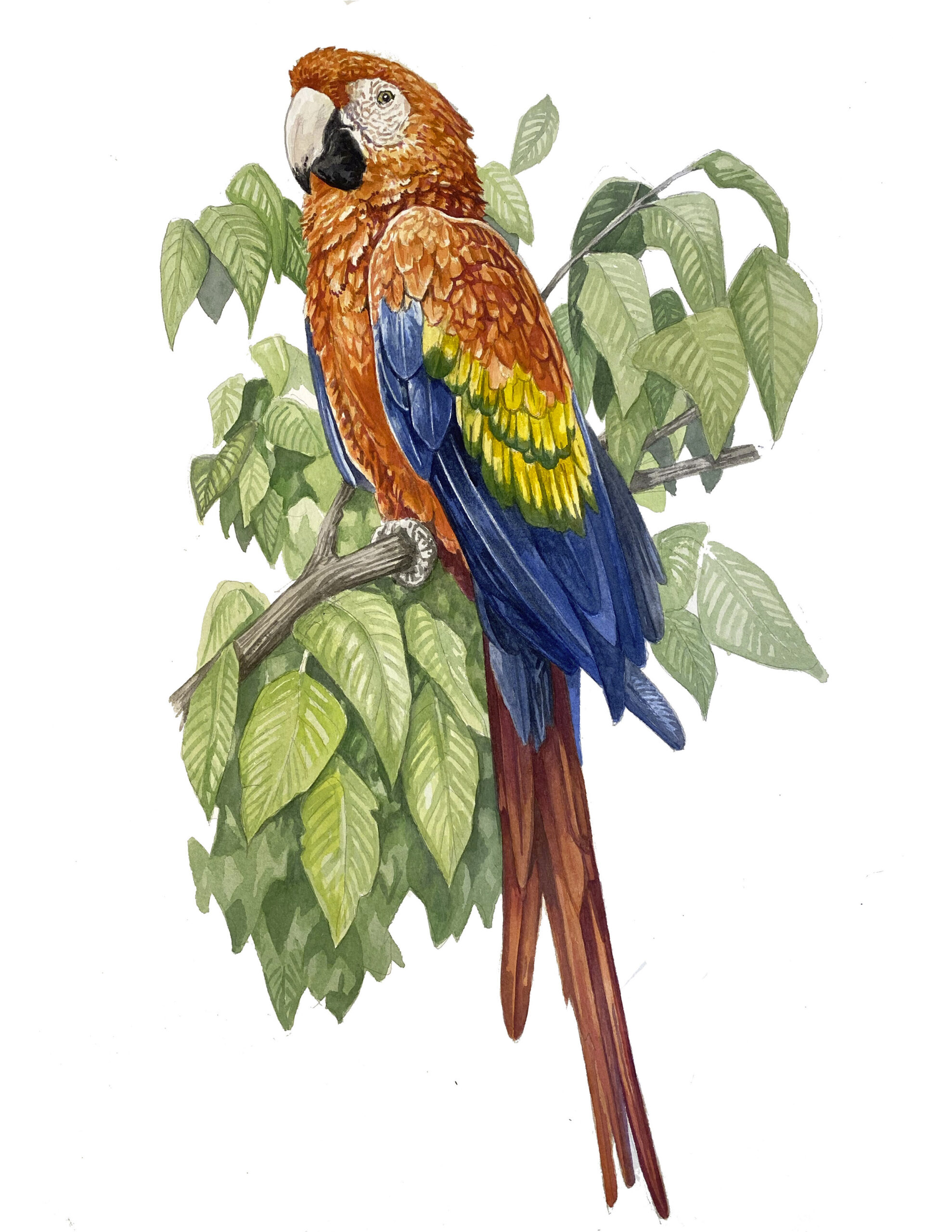 maccaw watercolor painting