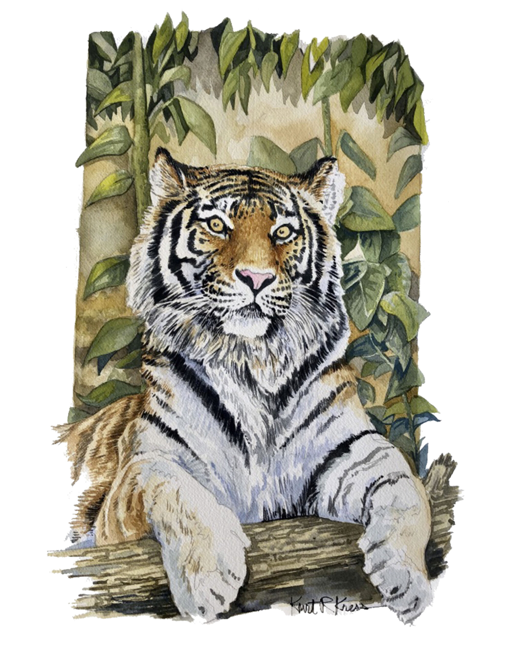 purr tiger watercolor painting